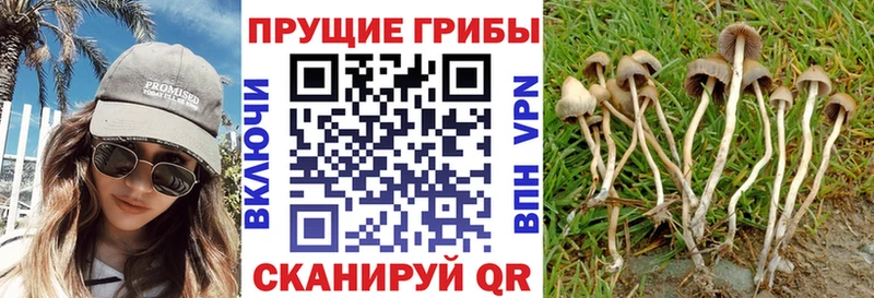Галлюциногенные грибы Psilocybe  Котельнич 